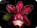 Cattleya Brabantiae 'Banderantes'